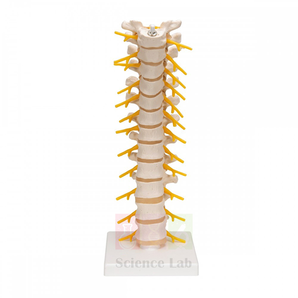 Human Thoracic Spinal Column Model